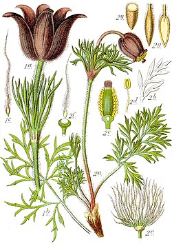 Anemone pratensis from the Deutschlands Flora in Abbildungen, 1796
