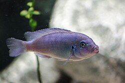A female cobalt blue zebra cichlid