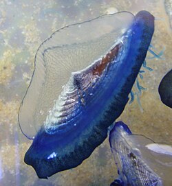 Velella moves by sailing.
