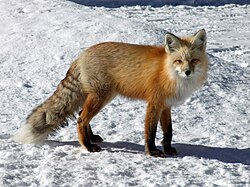 A red fox in its winter coat in the Rocky Mountains of Colorado, U.S.