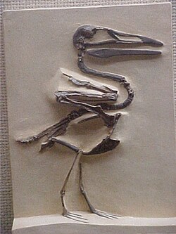 Cast of the original composite panel mount of "I. victor" (now I. dispar), Peabody Museum of Natural History