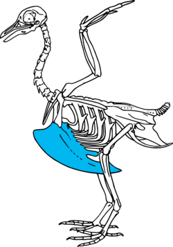 Bird skeleton with keel bone in blue.