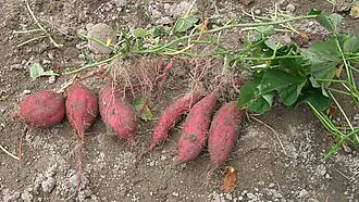 Freshly dug sweet potato plants with tubers