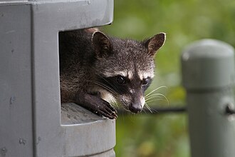 A crab-eating raccoon (Procyon cancrivorus) scavenging in trash for food
