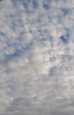 Altocumulus clouds often are a sign of an entering cold front.