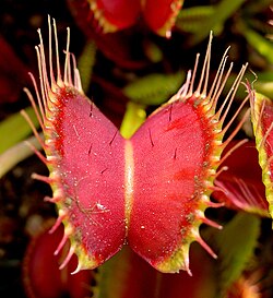 Venus Flytrap (Dionaea muscipula) leaf
