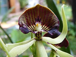 A black orchid flower (Prosthechea cochleata)