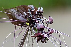 T. chantrieri's stamen, bracts, and bracteoles.