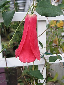 Copihue, the national flower of Chile
