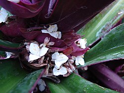 Tradescantia spathacea (subg. Campelia)