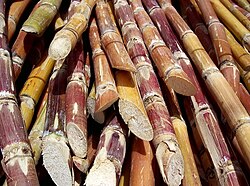 Sliced sugarcane, a significant cash crop in Hawaii