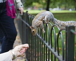 In public parks, some wild animals, such as this eastern grey squirrel, have been sufficiently tamed so as to lose their natural fear of humans.