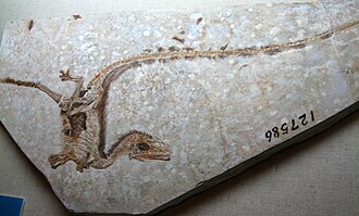 The feathers of dinosaur Sinosauropteryx, were used for insulation or display, making them an exaptation for flight.
