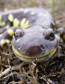 In San Benito County, California