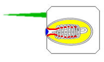 A hydra's nematocyst, before firing. "trigger" cilium[11]