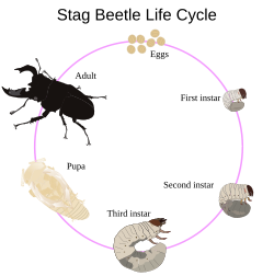 The life cycle of the stag beetle has three larval instars.