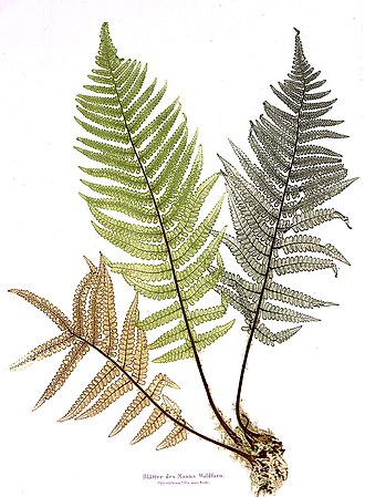 Ferns in the Victorian era: Blätter des Manns Walfarn by Alois Auer, Vienna: Imperial Printing Office, 1853