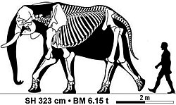 Skeletal diagram of an African bush elephant bull (Jumbo) in side-on view compared to a human