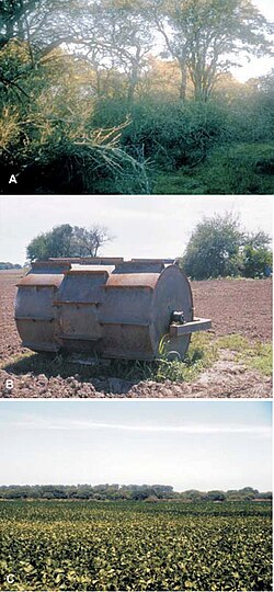 In Argentina and Bolivia, the Chaco thorn forest (A) is being felled at a rate considered among the highest in the world (B), to give way to soybean cultivation (C).