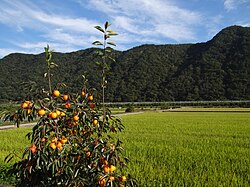 Oriental persimmon tree with fruit – Wanju County, South Korea