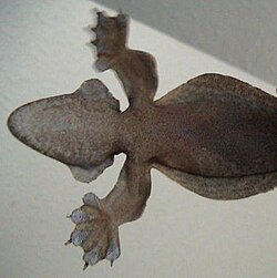 The underside of Kuhl's flying gecko (Ptychozoon kuhli). Note the gliding adaptations: flaps of skin on the legs, feet, sides of the body, and on the sides of the head.