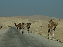 Camels in the Judaean Desert