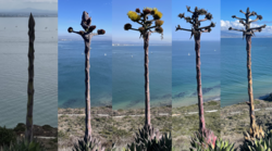 Agave shawii mast before, during, and after flowering, Cabrillo National Monument