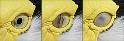 The nictitating membrane as it covers the eye of a masked lapwing