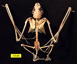 Endoskeleton of a bat