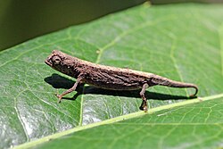 Brookesia minima, Lokobe Strict Reserve. The 30 species of chameleons in the genus Brookesia are tiny, usually brown-coloured and mainly terrestrial.