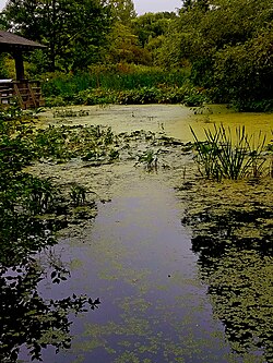 Pond area of the Mitsubishi Wild Wetland Trail at the New York Botanical Garden