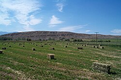 Small square bales of alfalfa
