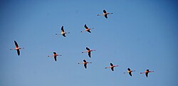 Lesser flamingos flying in formation