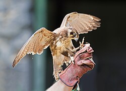 A brown falcon used for falconry in Tasmania