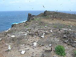 Birds nesting across a flat rocky area near the sea
