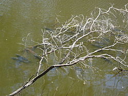 Carp in the Maribyrnong River, Australia