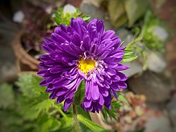 Multi layer petals Aster flower