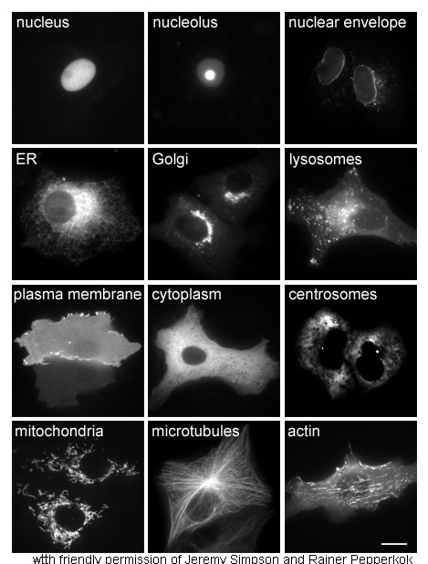 Proteins in various cellular compartments and structures tagged with green fluorescent protein (here, white)