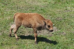 Calf