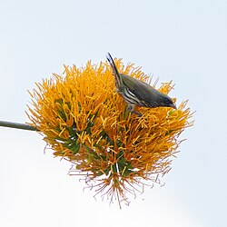 Flowers are a small part of the diet of palmchats