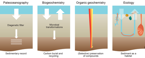Different approaches to carbon processing in marine sediments [67] Paleoceanographers focus on the sedimentary record Biogeochemists quantify carbon burial and recycling Organic geochemists study alteration of organic matter Ecologists focus on carbon as food for organisms living in the sedimentThe red–orange–yellow fractions of organic matter have a different lability