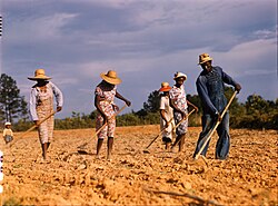 Hoeing a cotton field to remove weeds, Greene County, Georgia, US, 1941