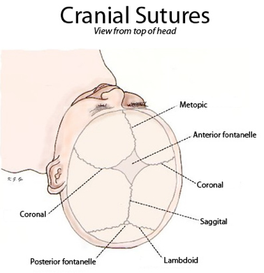 Cranial sutures viewed from top of head