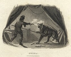 Engraving of a striped hyena attacking a man in The Naturalist's Cabinet (1806)