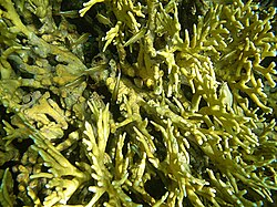 Fire corals used to be considered a separate order. They are actually a family of the Anthomedusae.