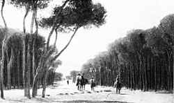 Beirut pine forest in 1914