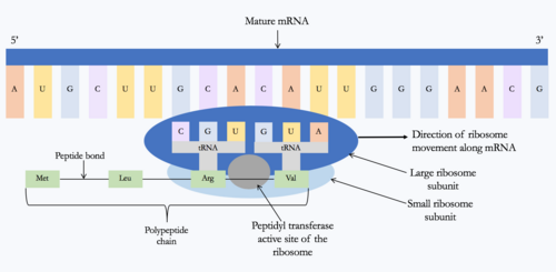 Translation of mRNA to produce a protein