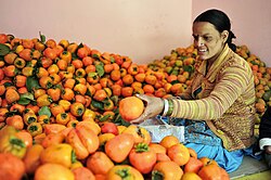 Persimmons for sale at a fruit market in Kullu, Himachal Pradesh, India.