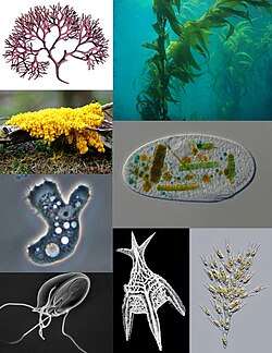Collage of Protista, one of the best-known wastebasket taxa. The vast majority of its members have little in common apart from being eukaryote lifeforms that are not plants, animals or fungi.