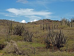 Cacti on the rolling hills of Arikok National Park